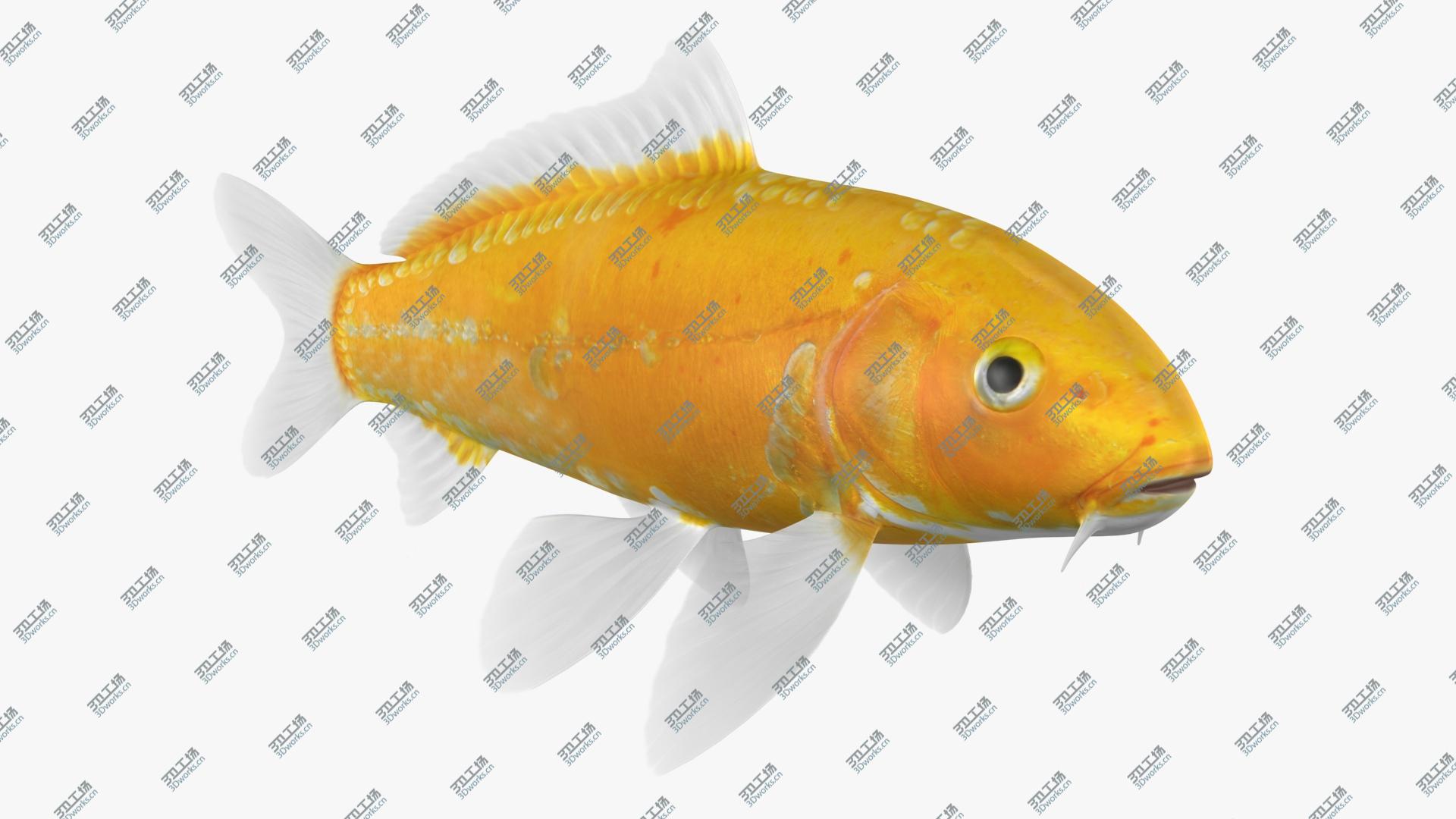 images/goods_img/202105071/3D Kigoi Koi Fish (Animated)/1.jpg